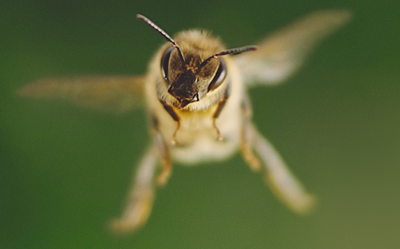 Tagebuch einer Biene