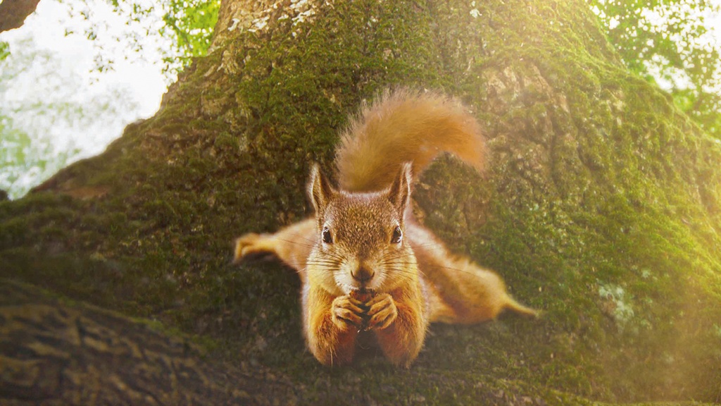 Die Eiche - Mein Zuhause