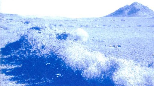 [AR00214-001] DAS LEBEN IN DER WÜSTE