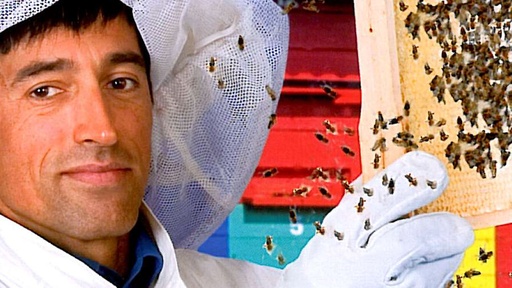 [AR01904-001] QUARKS & CO: Warum sterben die Bienen?