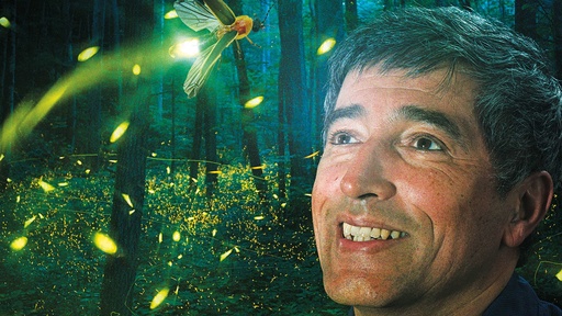 [AR02557-001] Quarks & Co - Käfer, Hummeln, Schmetterlinge: Sterben die Insekten aus?