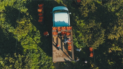 [AR03491-001] Bittere Orangen